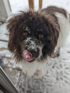 Photo of Griffin the Newfoundland Dog