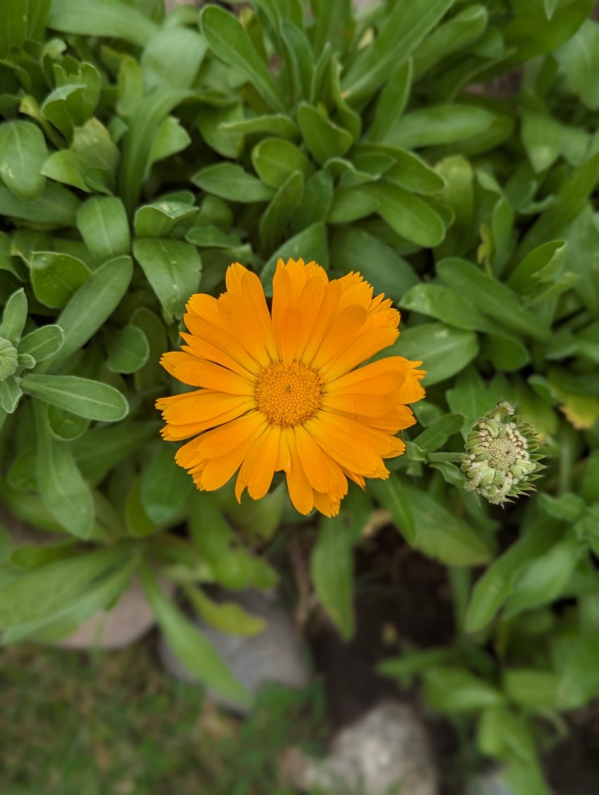 Orange flower