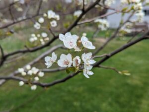 Pear blossoms