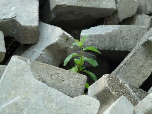 Plant in concrete.