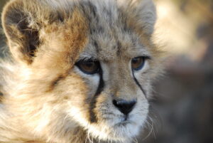 Cheetah cub face