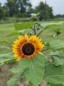 New sunflower bloom