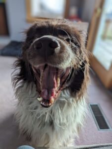 Big dog yawning