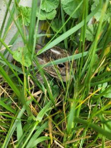 Baby Bunny in Grass